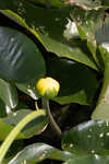 Yellow pond-lily